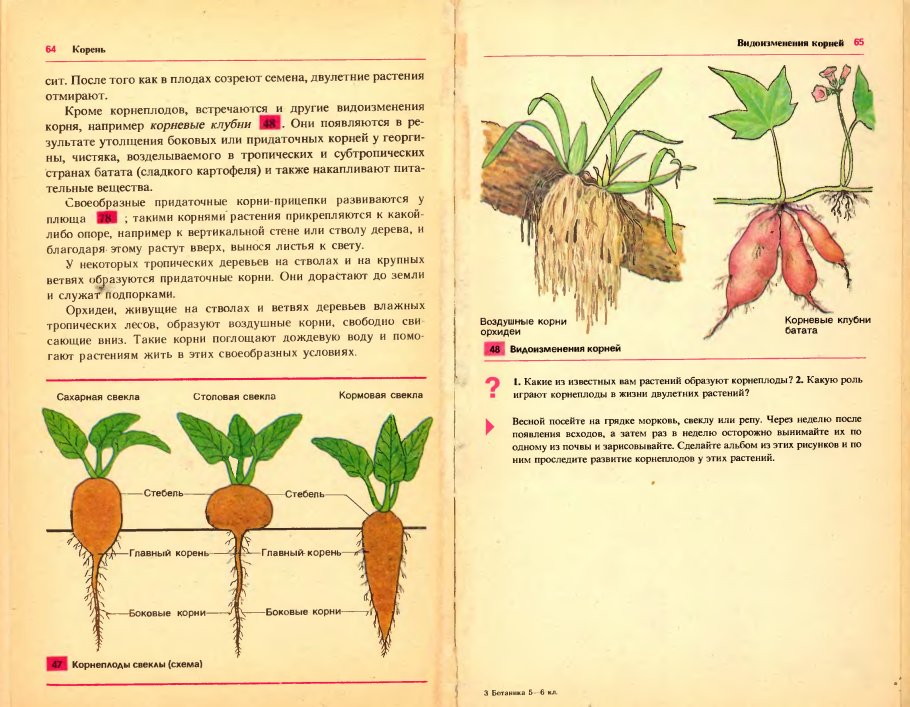 Корчагина. Ботаника 5-6