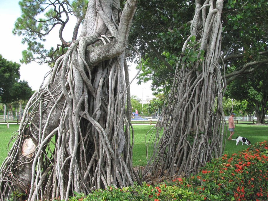 Корневая система совокупность всех корней растений