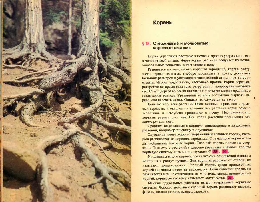 Подобные корни