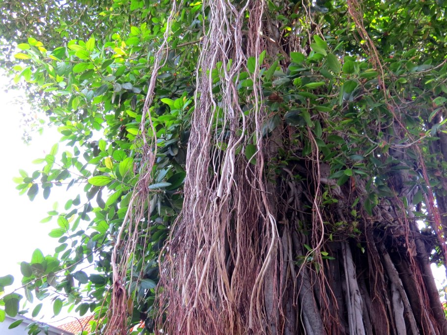 Сорняк с длинным корнем