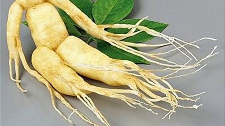 Корень вяза