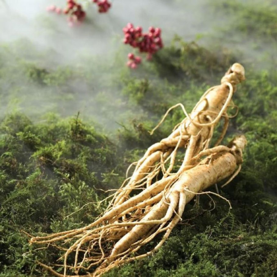 Верблюжья колючка стебель