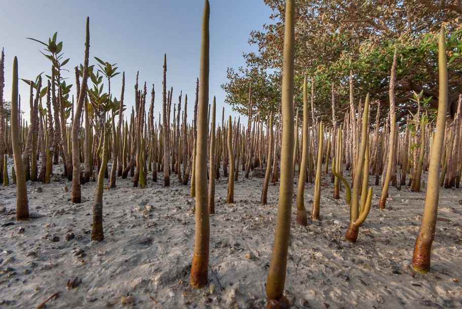 Panax Ginseng женьшень