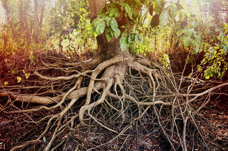 Густые деревья