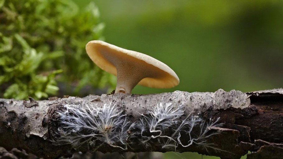 Мицелий трутовика