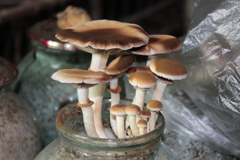 Hypsizygus tessulatus гриб