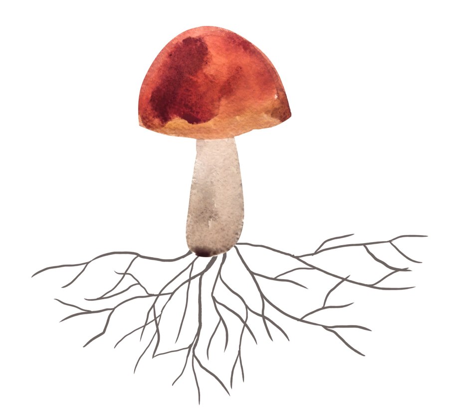 Гриб с грибницей на белом фоне