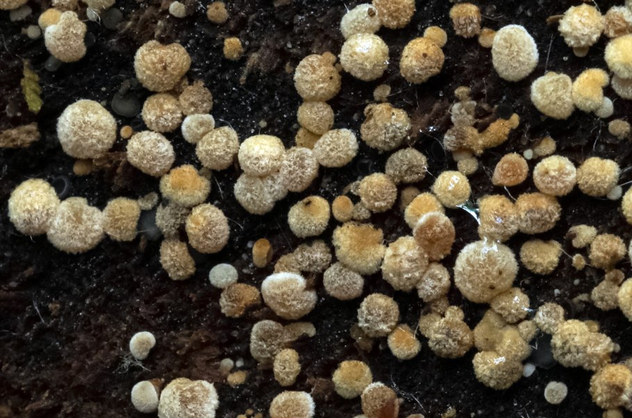 Грибы на земле