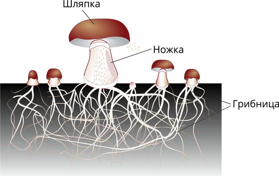 Набо для выращивания гри