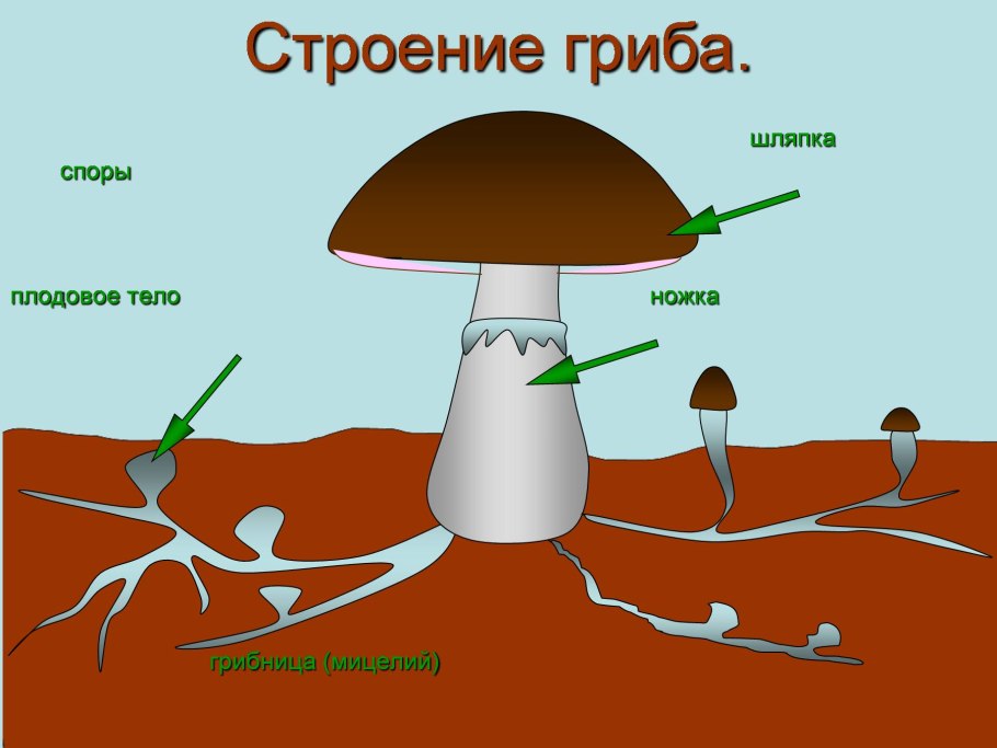 Внутреннее строение гриба
