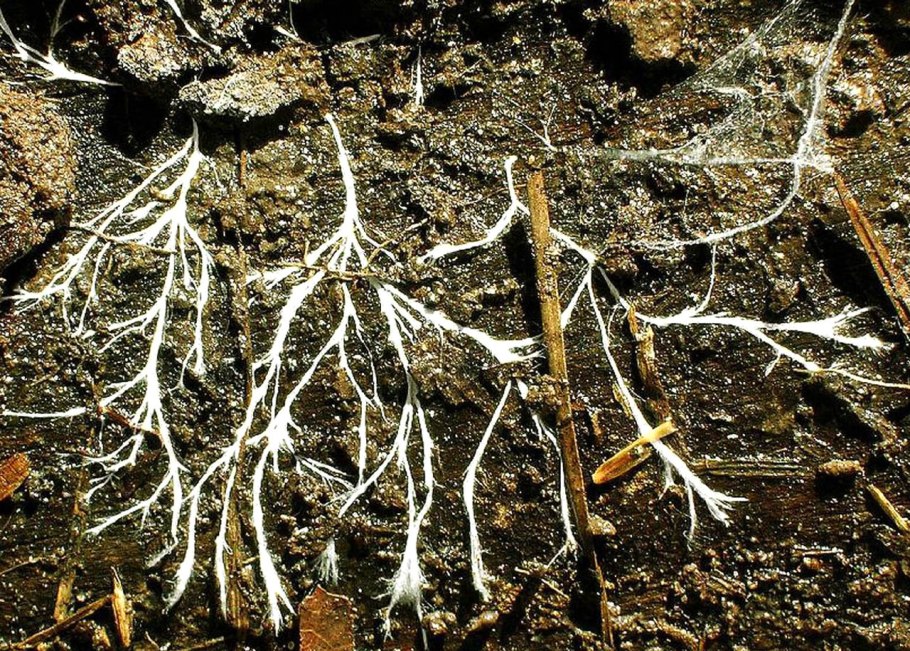 Грибной мицелий