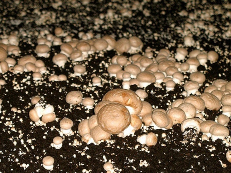 Гриб с грибницей рисунок