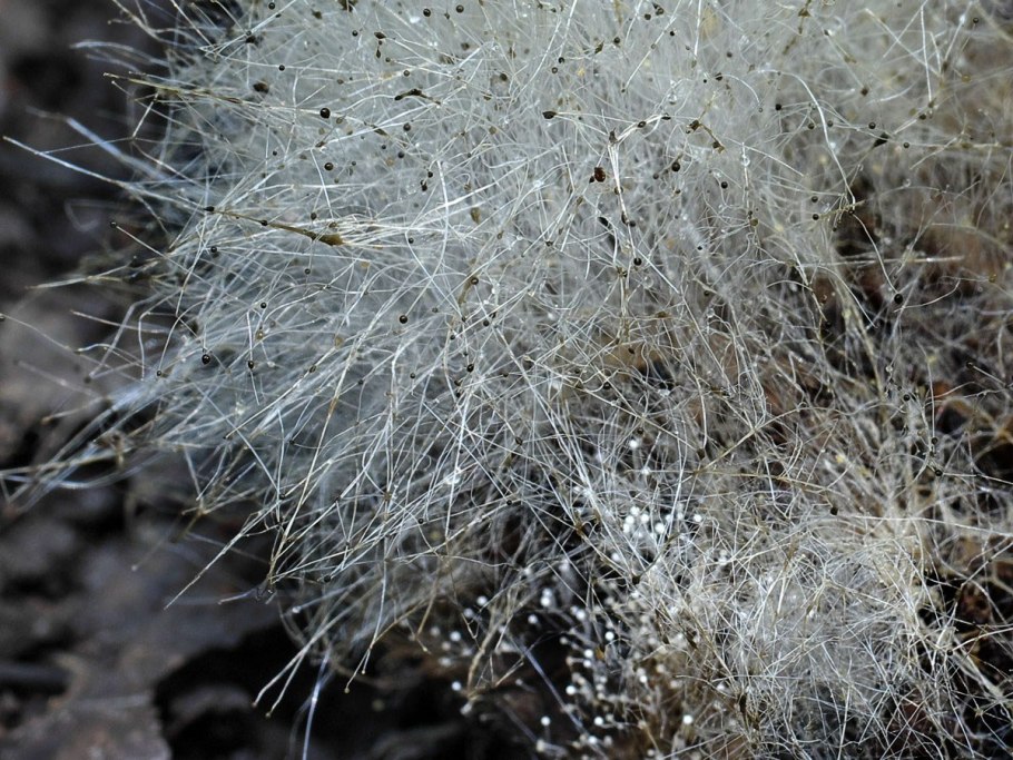 Ризоморфный мицелий