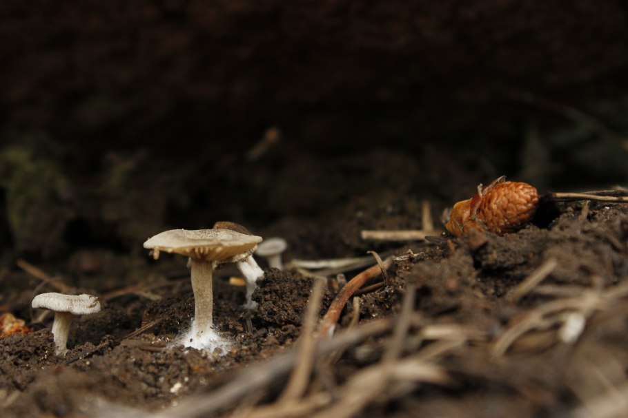 Мицелий грибов шампиньон белый