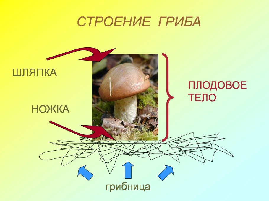 Грибница в почве