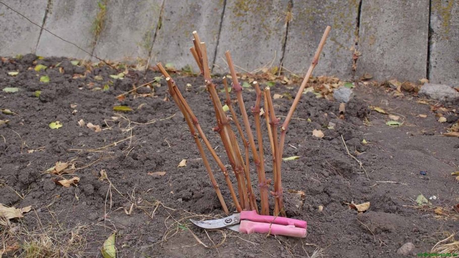 Черенкование гортензии