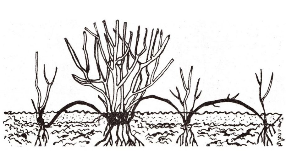 Размножение черной смородины отводками