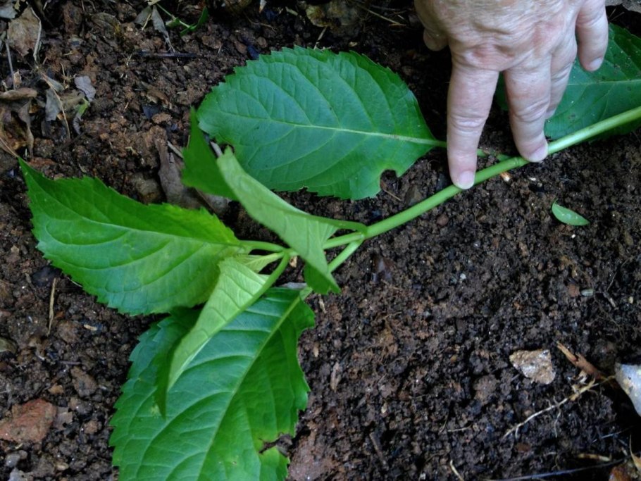 Черенкование черной смородины весной