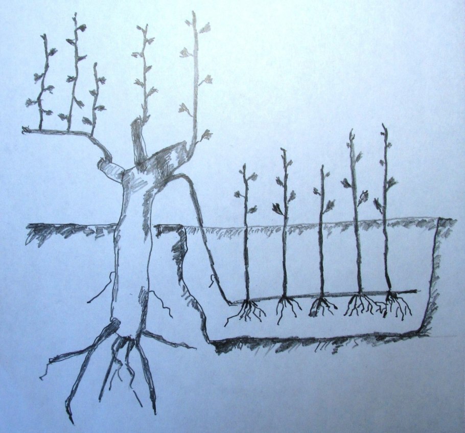 Черенкование плетистой розы