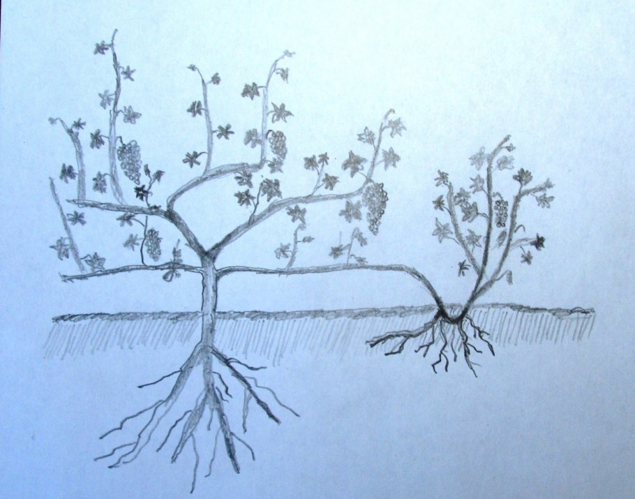 Гортензия крупнолистная черенки