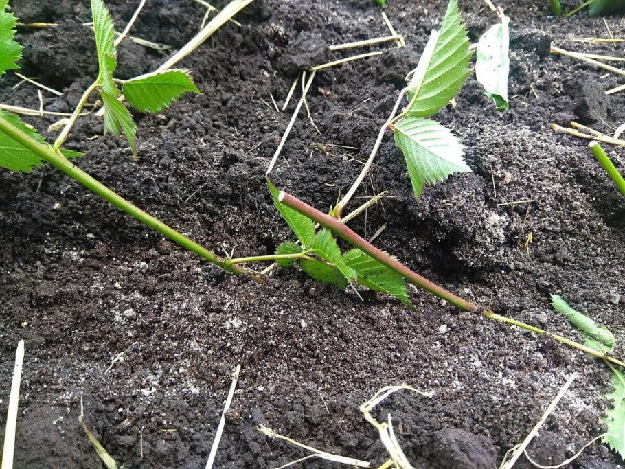 Кильчевание черенков кустарников