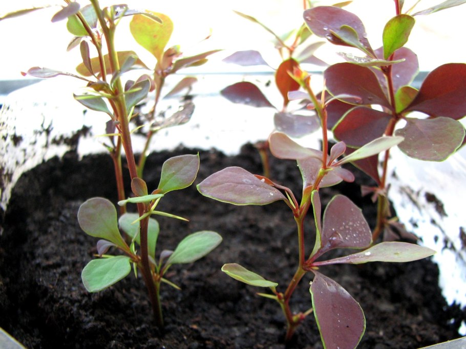 Черенки метельчатой гортензии