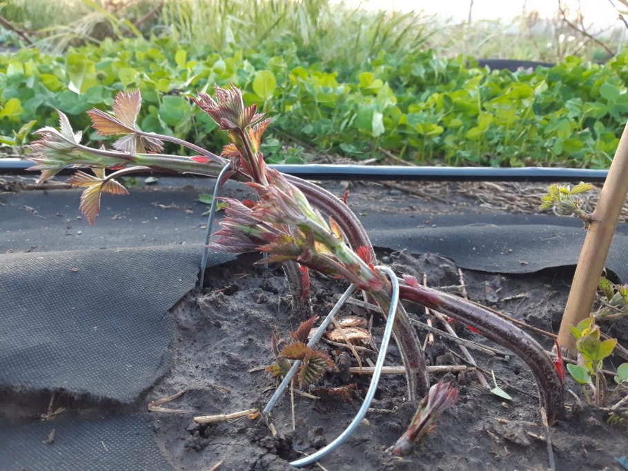 Черенки туи Брабант