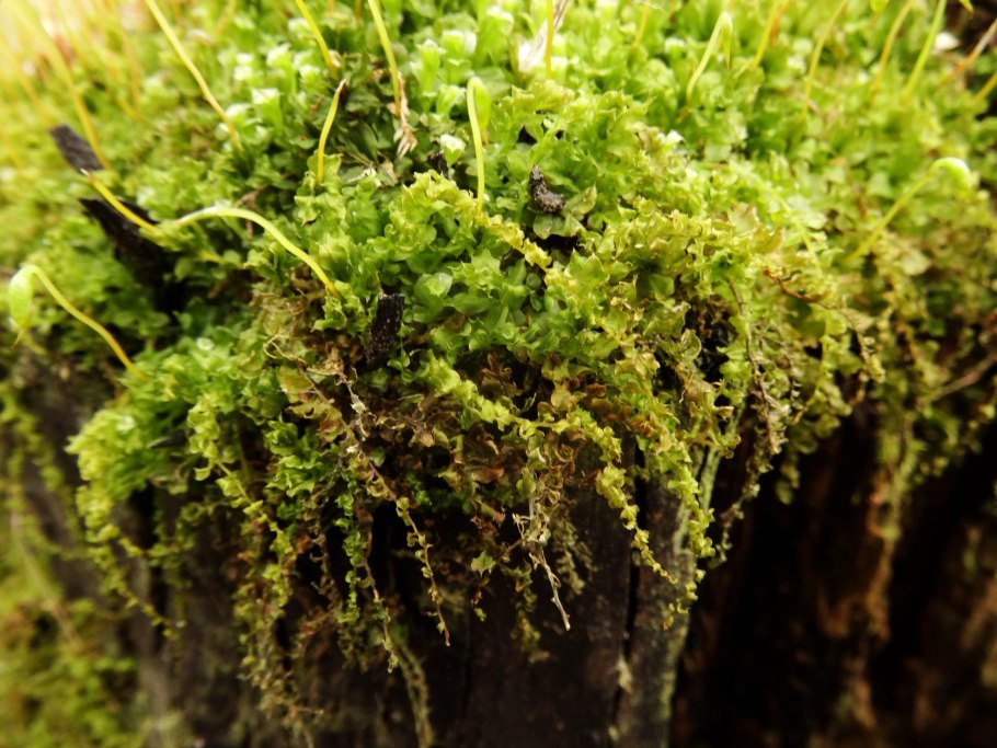 Мох Катаринея