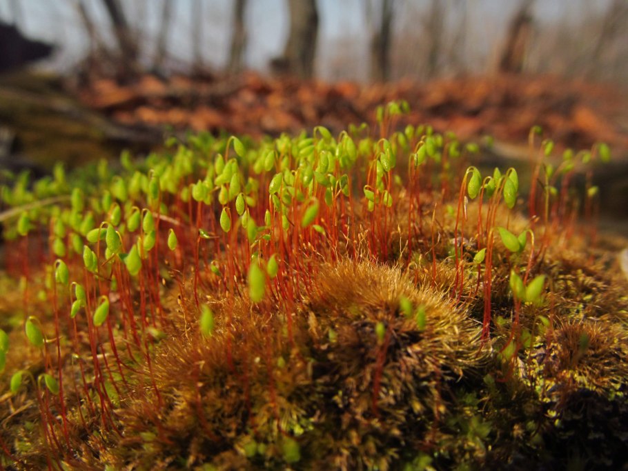 Виды мха на огороде фото и названия