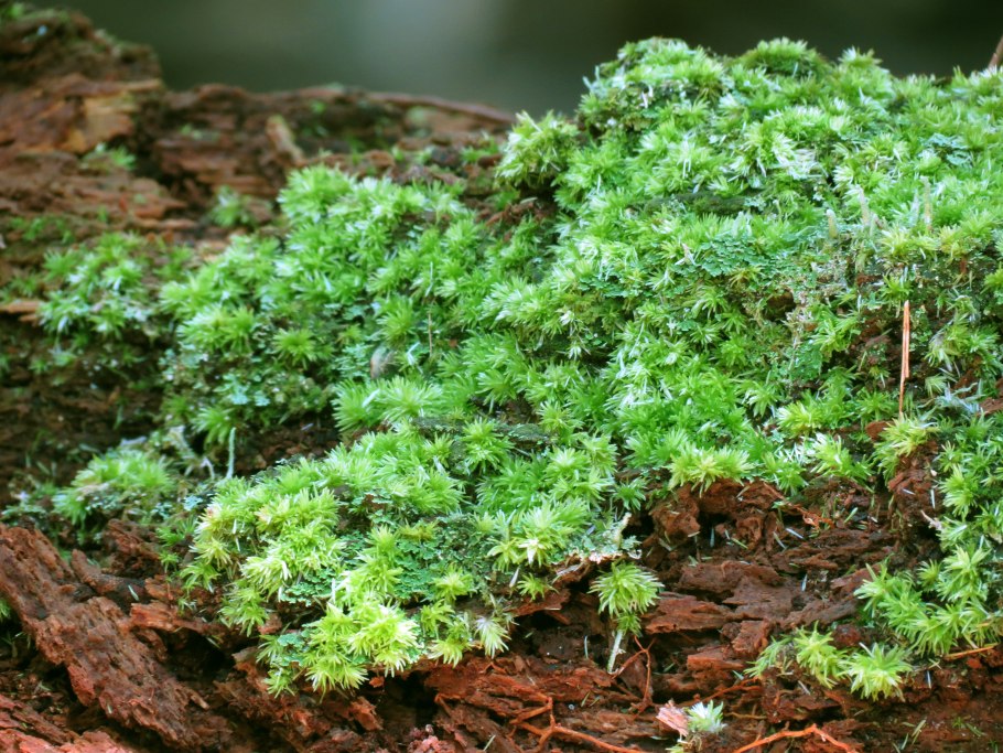 Мох Ceratodon purpureus