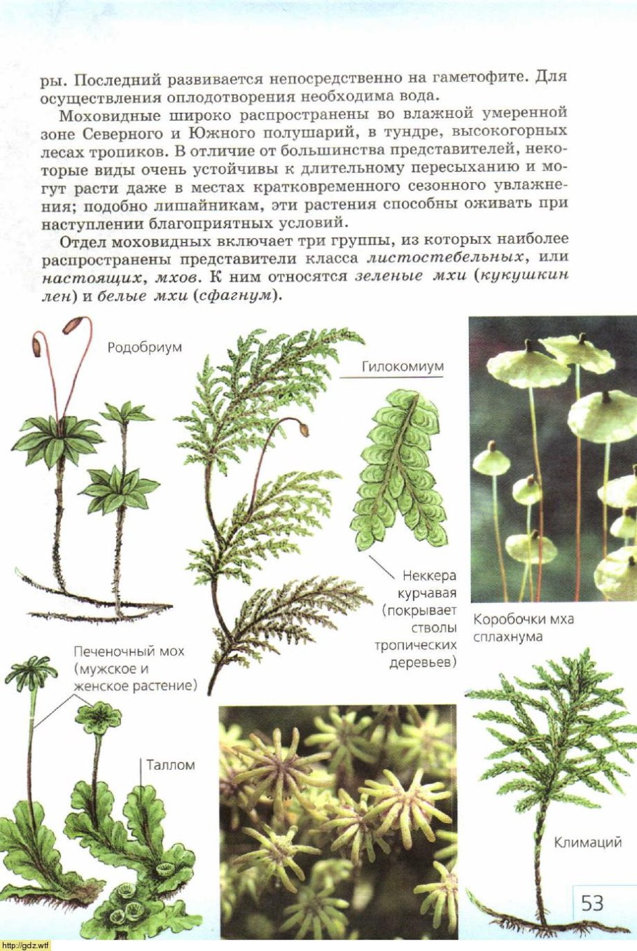 Маршанция и Кукушкин лен