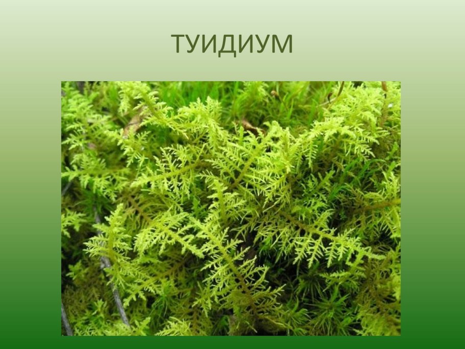 Мох болмос Грин