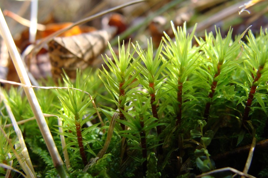 Плевроциум Шребера мох строение