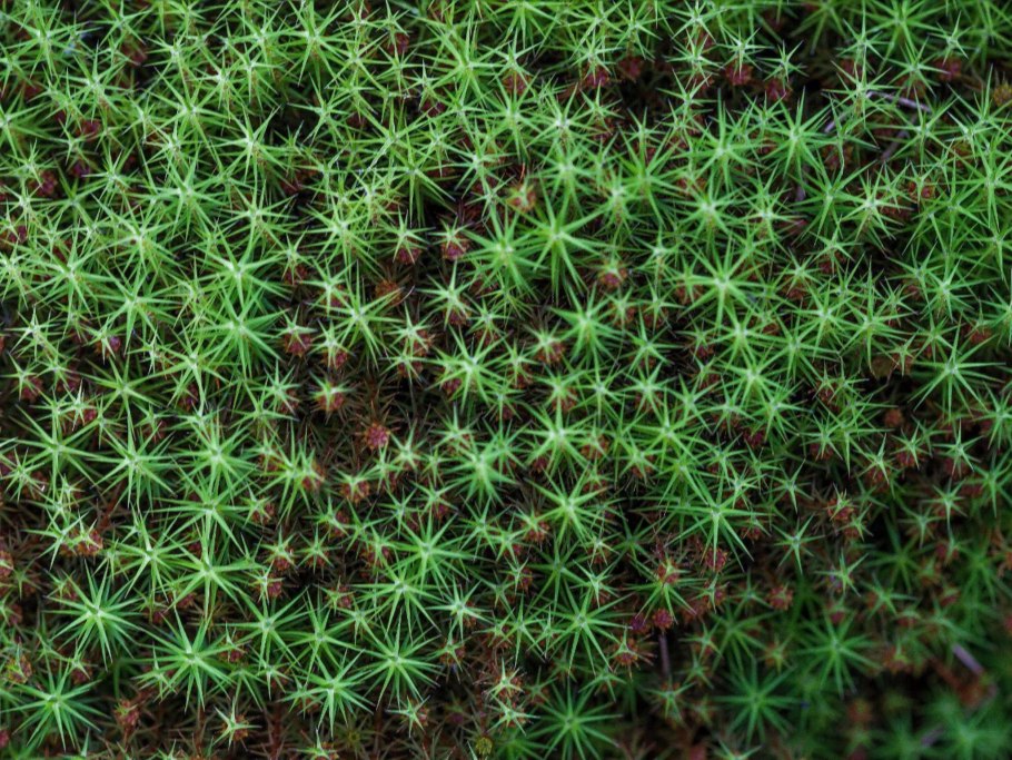 Сфагнум листостебельный