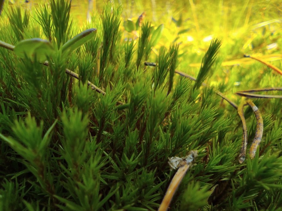 Сфагнум листостебельный