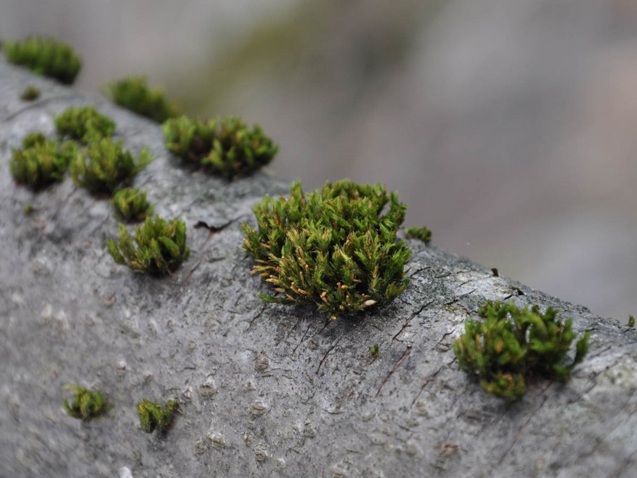 Мох и Дмблдох