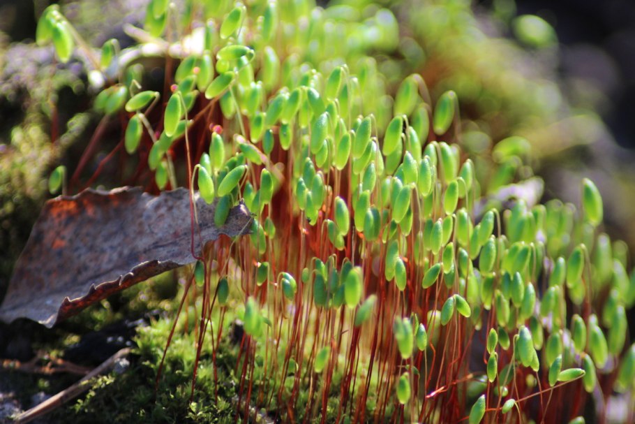 Разновидность мха в Сосновом лесу