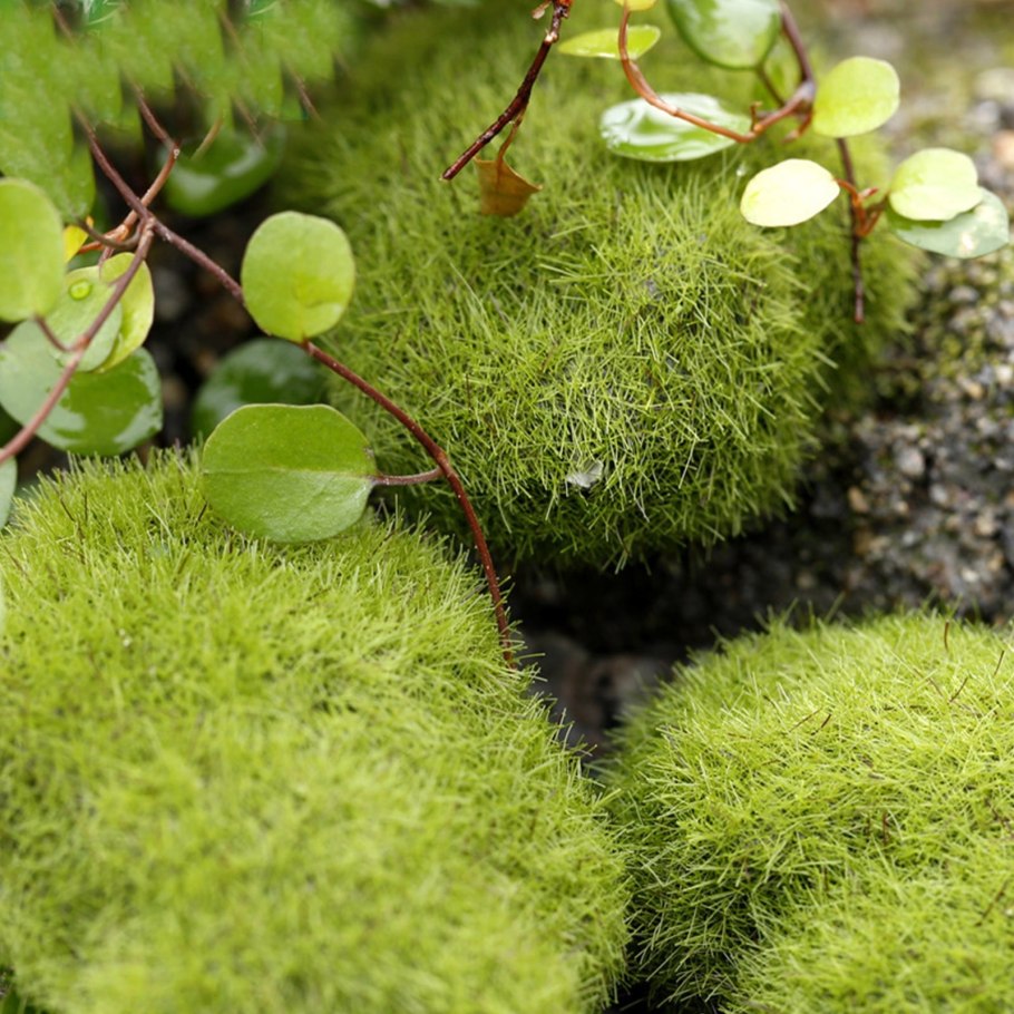 Лишайник мох cottagecore