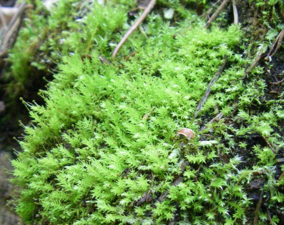 Бриевый мох