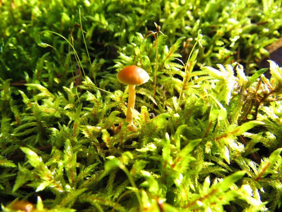 Дикран Бонжана