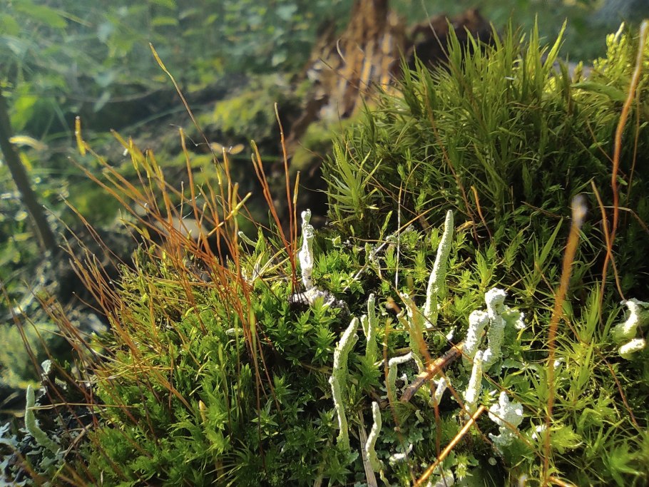 Мох на Урале