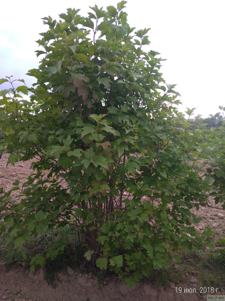 Калина обыкновенная Компактум