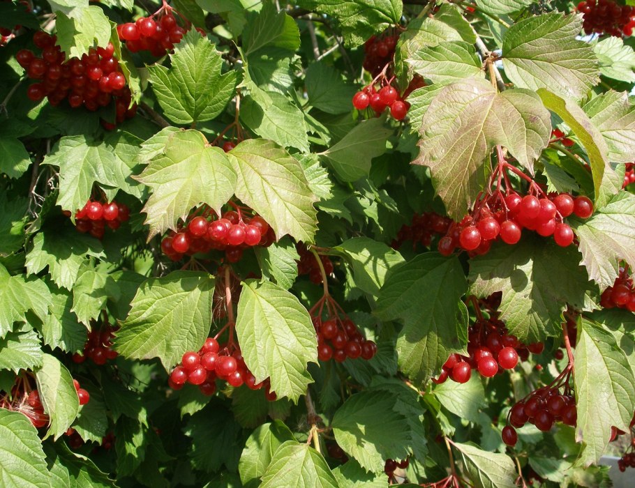 Калина обыкновенная 'Ульгень