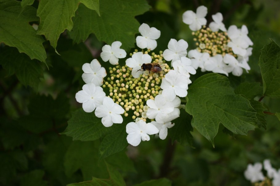 Калина обыкновенная цветет