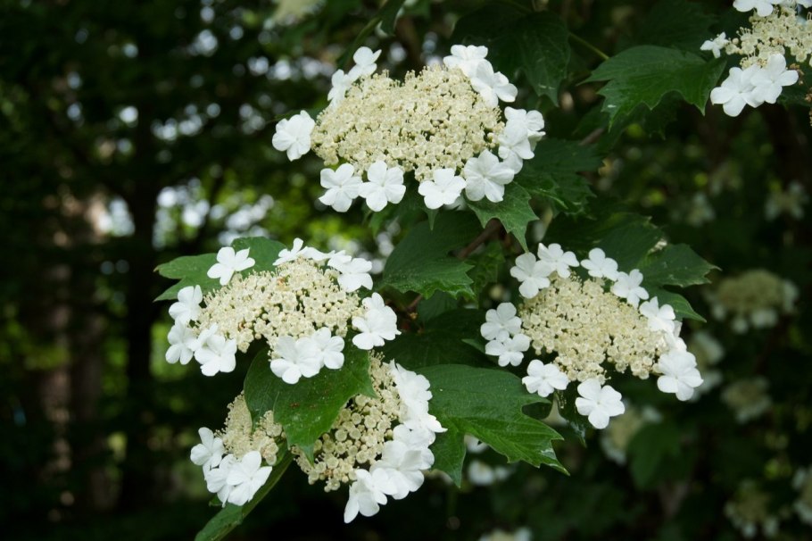 Калина Жолобовская дерево