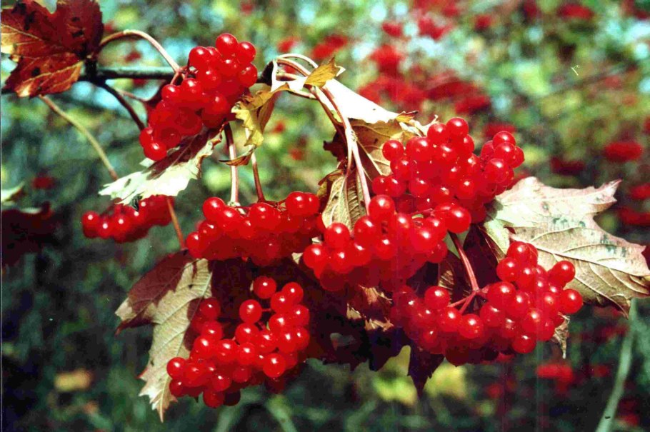 Калина обыкновенная цветет