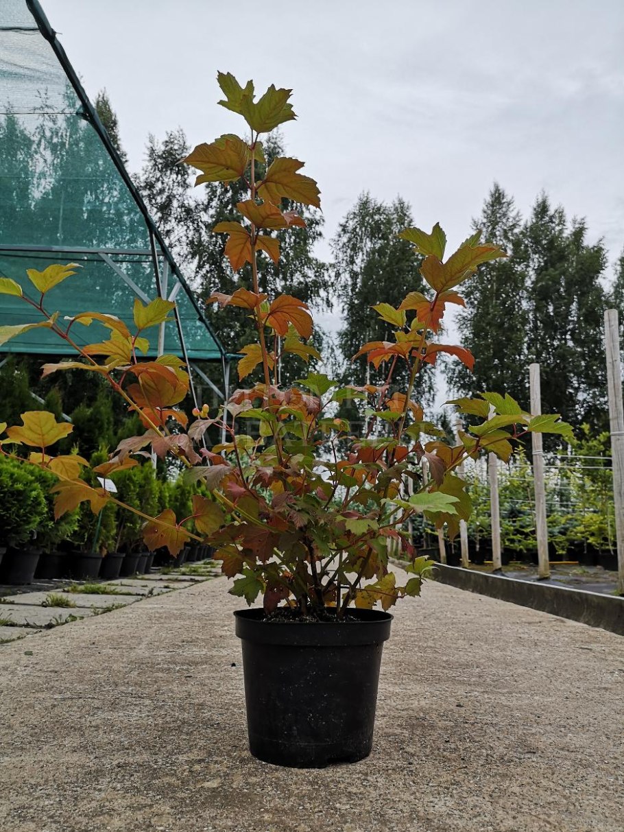 Калина обыкновенная Viburnum opulus