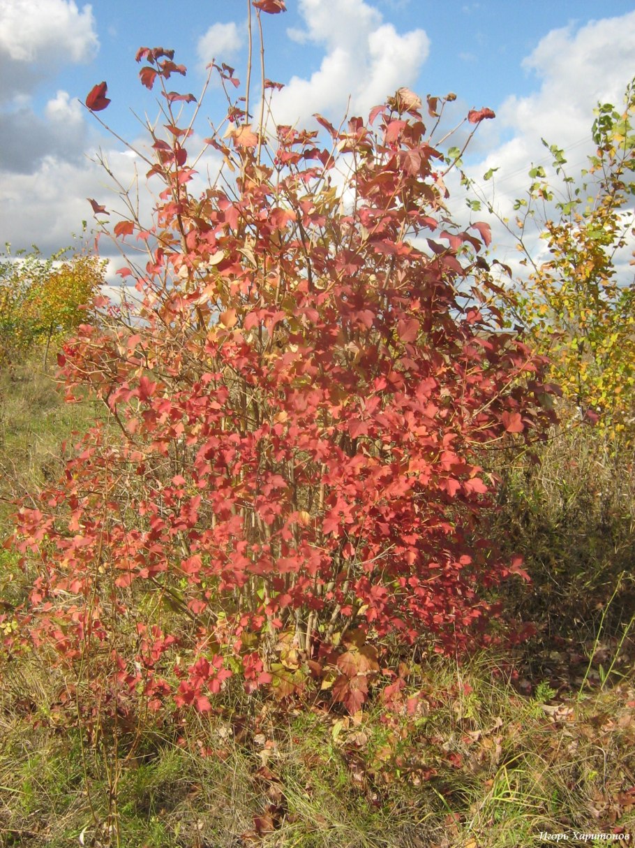 Калина обыкновенная Вигоровская