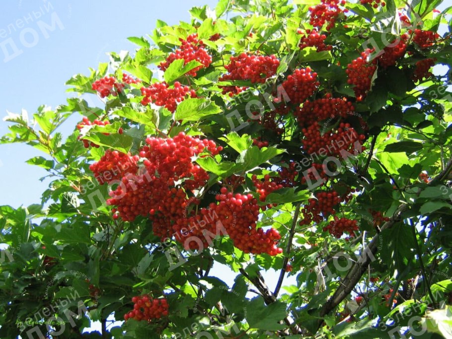 Калина плодовая ульгинь