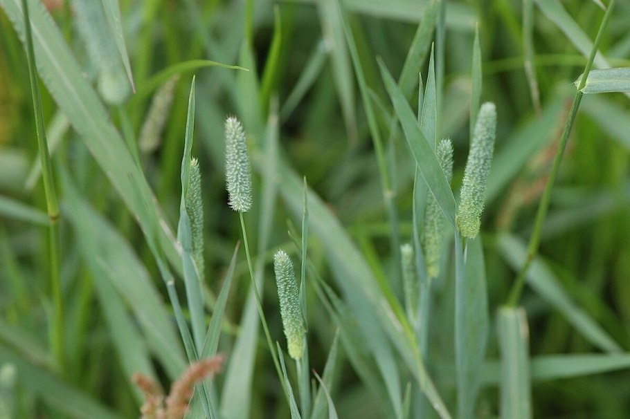 Родина просо